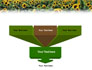 Field of Sunflowers slide 3
