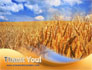 Wheat Field slide 20