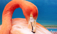 Flamingo Presentation Template