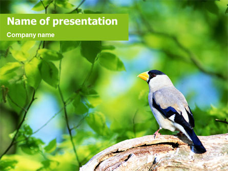 Gray Bird Presentation Template, Master Slide