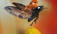 Ladybug Presentation Template