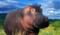 Hippopotamus Presentation Template