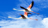 Flying Flamingo Presentation Template