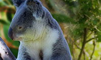 Koala Presentation Template