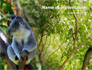 Koala slide 1