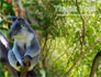 Koala slide 20