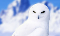 Snowy Owl Presentation Template