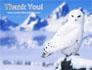 Snowy Owl slide 20