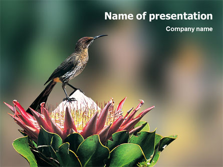 Cape Sugarbird Presentation Template, Master Slide