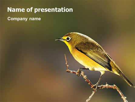Bird Presentation Template, Master Slide