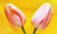 Tulip On A Yellow Presentation Template