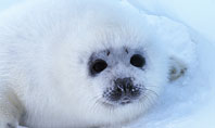 Fur-Seal Presentation Template