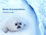 Fur-Seal slide 1