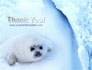 Fur-Seal slide 20