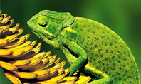 Chameleon Lizard Presentation Template
