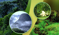 Rainforest Presentation Template
