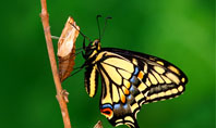 Butterfly And Caterpillar Presentation Template