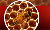 Bee Presentation Template