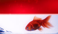 Red Fish Presentation Template