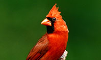 Cardinal Indiana State Bird Presentation Template