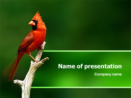 Cardinal Indiana State Bird Presentation Template, Master Slide