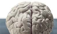 Brain In Gray Presentation Template
