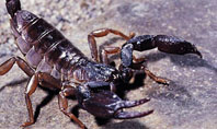 Scorpion Presentation Template