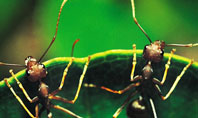Ants Presentation Template