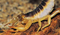 Desert Hairy Scorpion Presentation Template