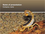 Desert Hairy Scorpion slide 1