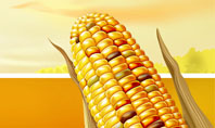 Corn Thanksgiving Free Presentation Template