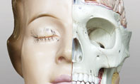 Skull As Anatomy Tutorial Presentation Template