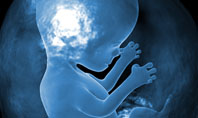 Embryo Presentation Template