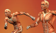 Muscular System Presentation Template