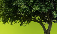 Green Tree On Light Olive Background Presentation Template