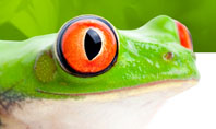 Tropical Green Frog Presentation Template