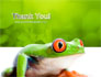 Tropical Green Frog slide 20