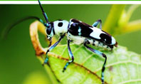 Bug's Life Presentation Template