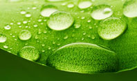 Fresh Dew On The Green Leaf Presentation Template