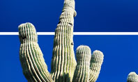 Desert Cactus Presentation Template