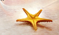 Starfish Presentation Template