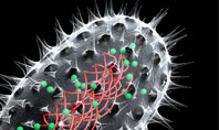 Bacteria Cell Presentation Template