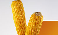Corn Oil Presentation Template