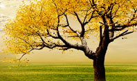 Yellow Tree In The Sunset In The Autumn Presentation Template