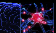 Brain Receptor Presentation Template