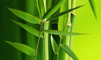 Bamboo Grove Presentation Template