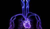 Cardiovascular System Presentation Template