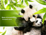 Panda slide 1
