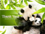 Panda slide 20