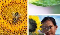 Sunflower Collage Presentation Template